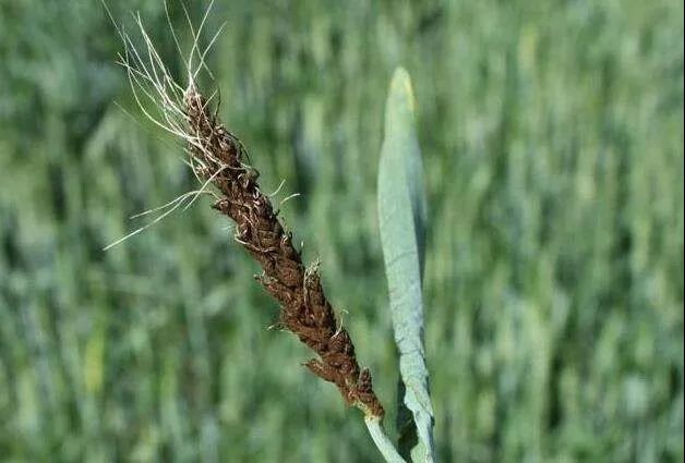  p data-id="gocpaff0wl">青稞( i>hordeum vulgare /i> var.