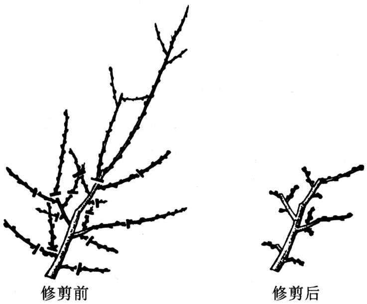 枝组