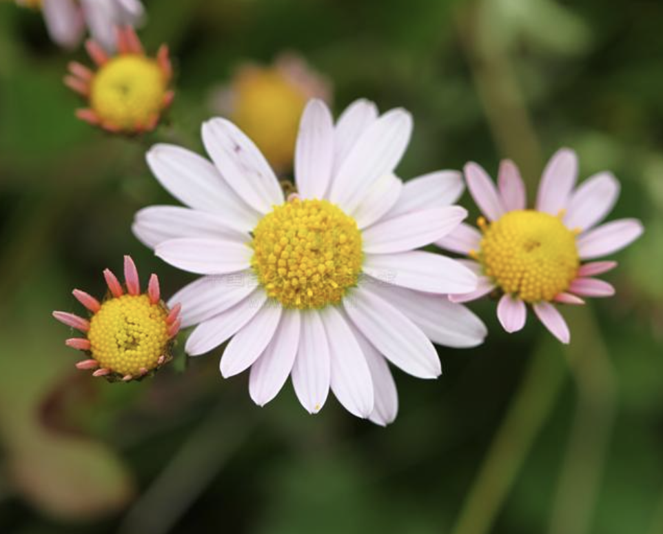  p data-id="gnbqrub9mj">小红菊( i>chrysanthemum chanetii /i> h.