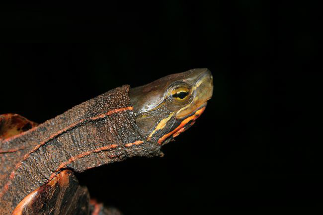  p>云南闭壳龟(学名: i>cuora yunnanensis /i>)是龟科,闭壳龟属爬行