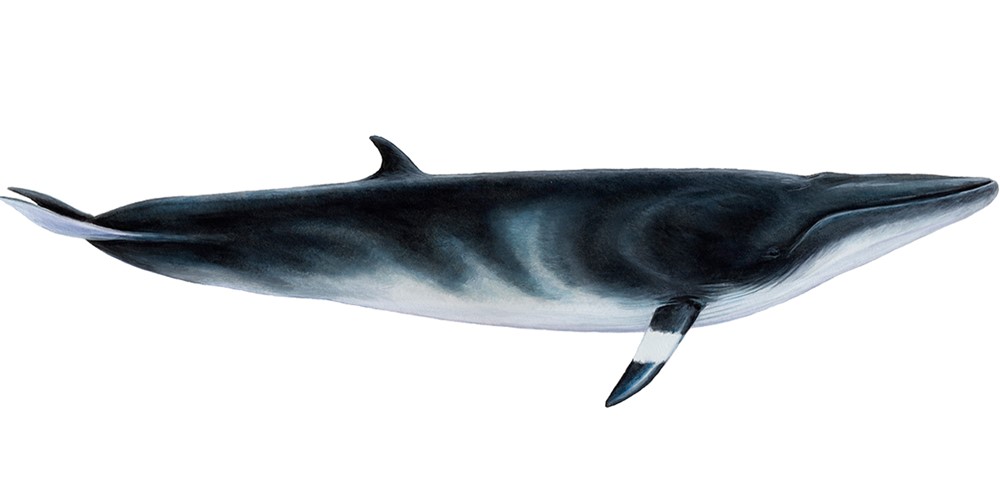  p>小鳁鲸(学名: i>balaenoptera acutorostrata /i>)是须鲸科,须鲸属