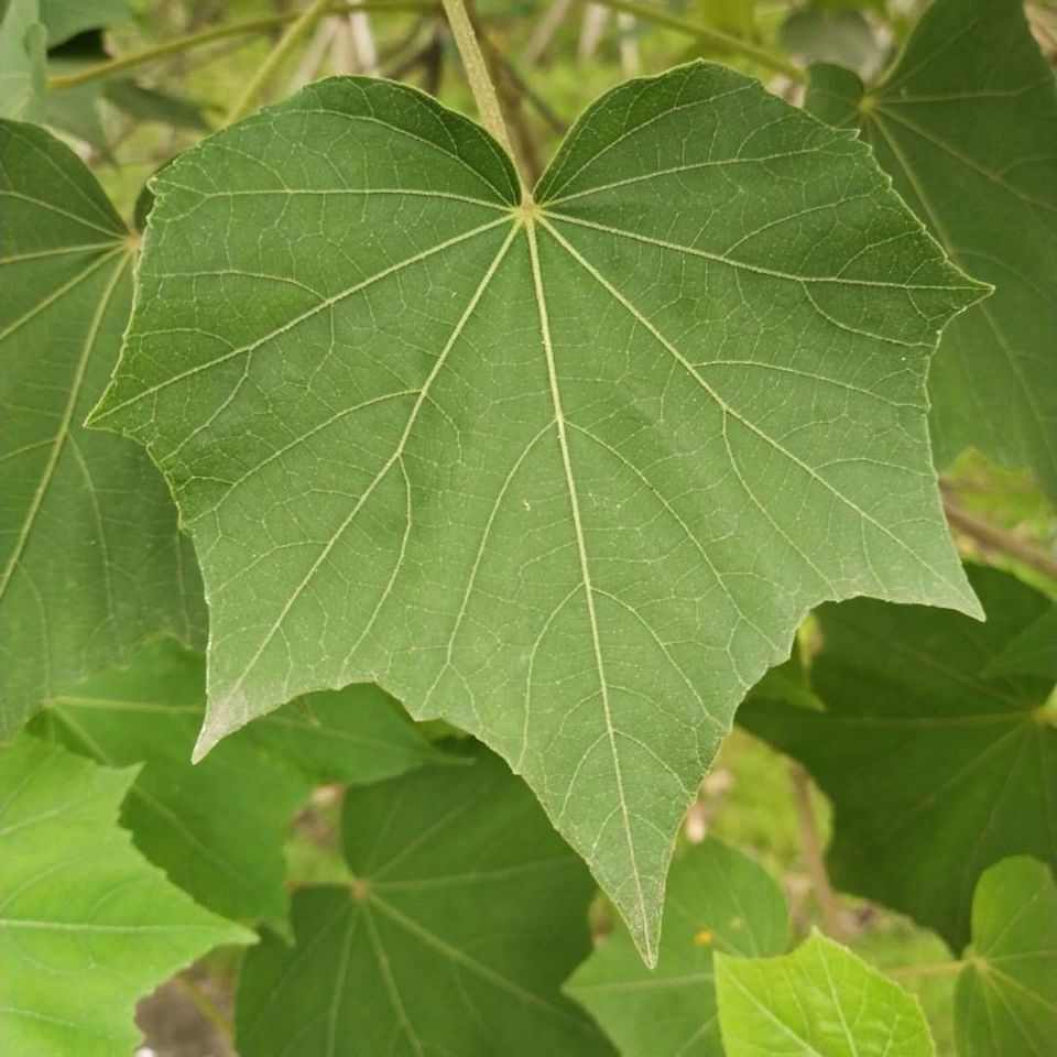  p data-id="gnwk44ggjh">芙蓉叶,别名 a target="_blank" href="