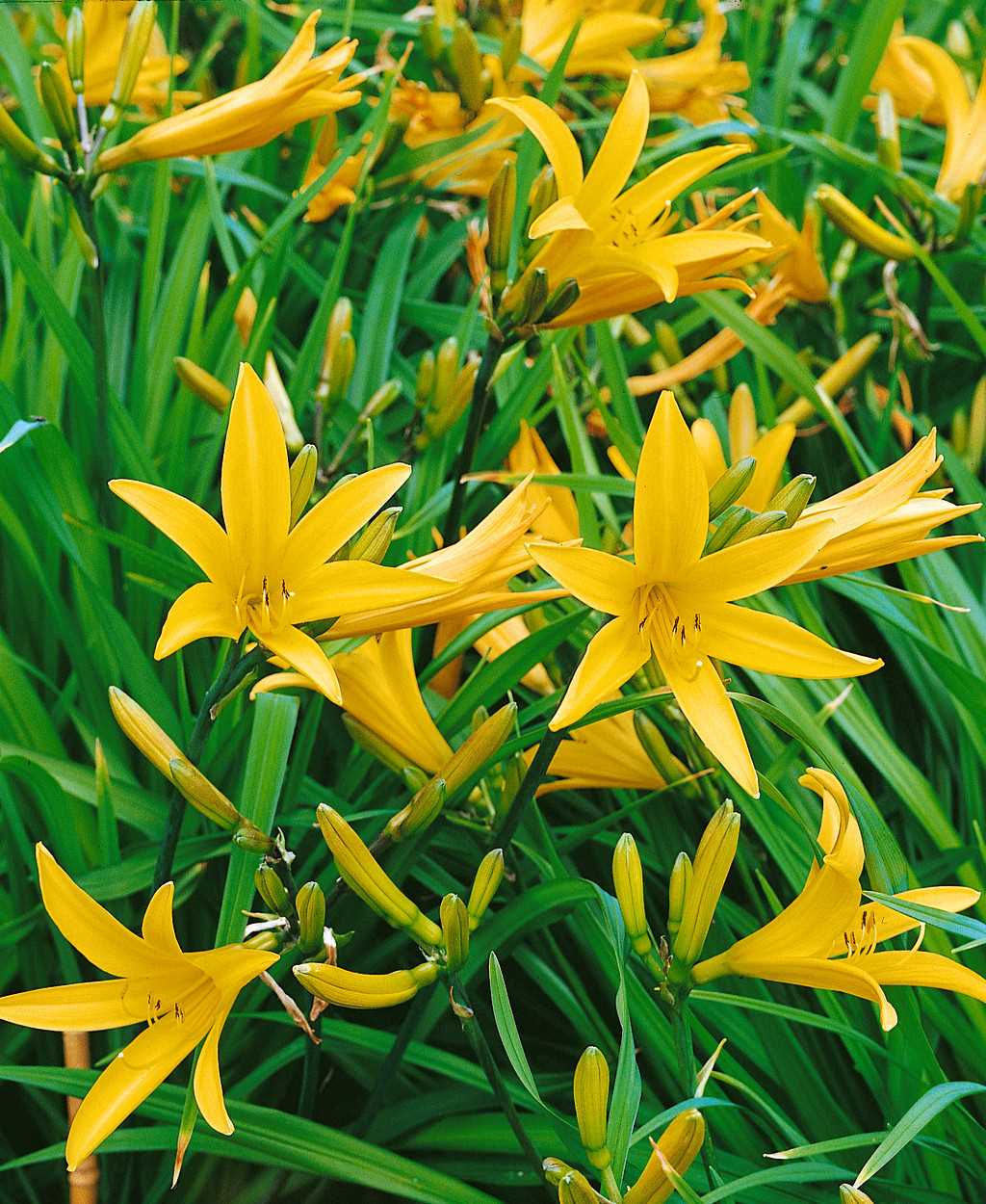 铁岭黄花菜