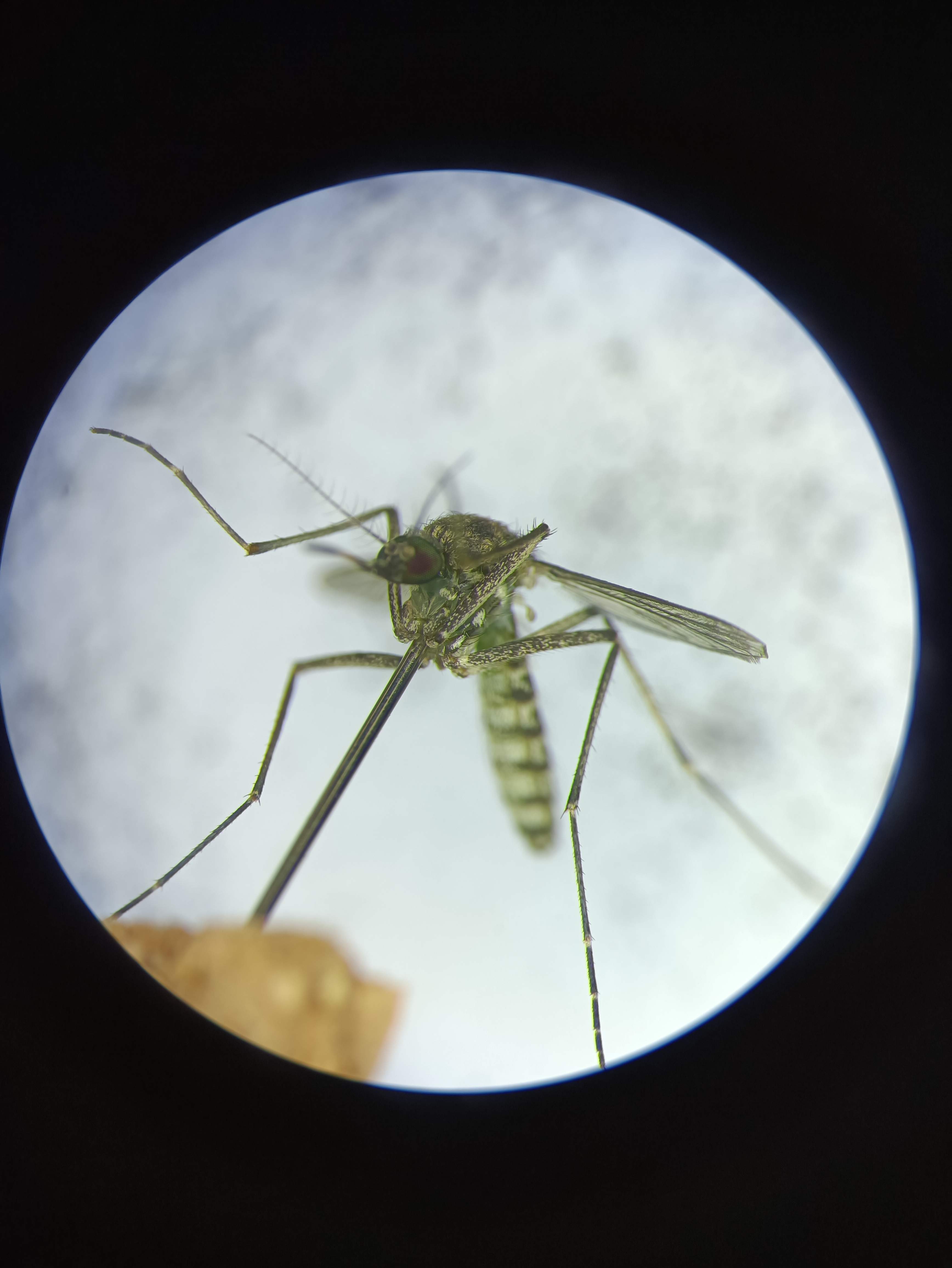  p>海滨库蚊( i>culex sitiens /i>&nbsp;wiedemann,1828),幼虫