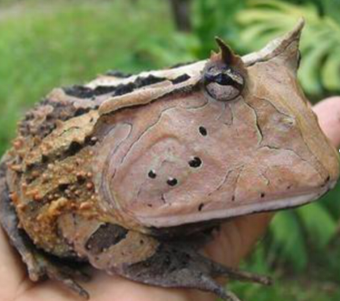 角蛙：爬宠界的宠儿 