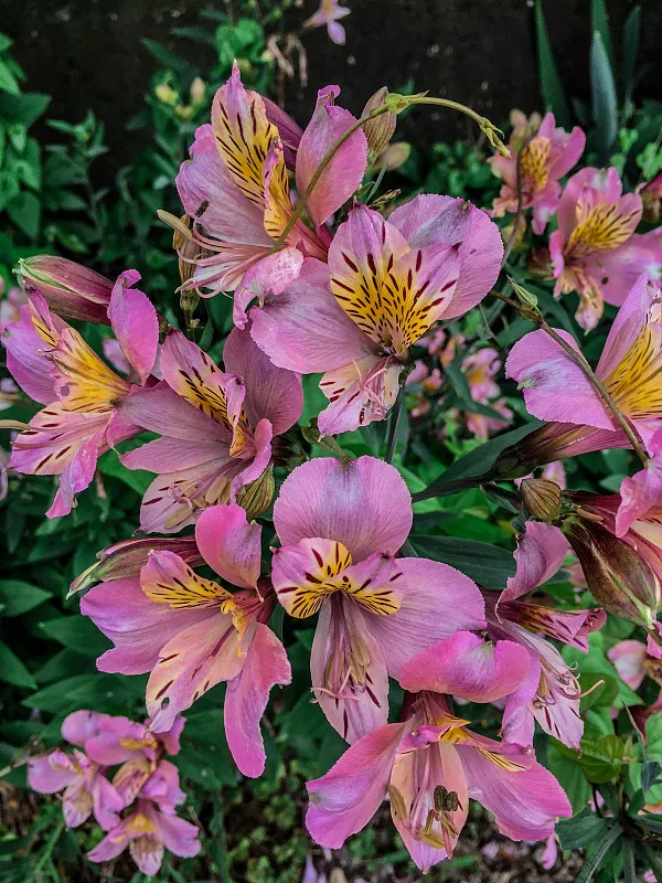 ( i>alstroemeria hybrida /i>),是六出花科六出花属的多年生草本植物