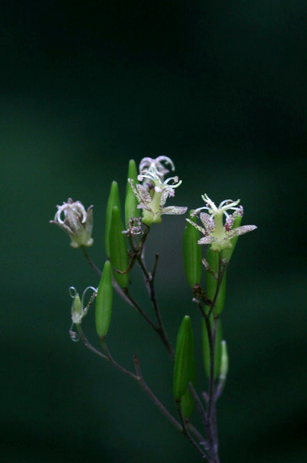 don) machride)是百合科,油点草属多年生 a href="#" data-lemmaid="