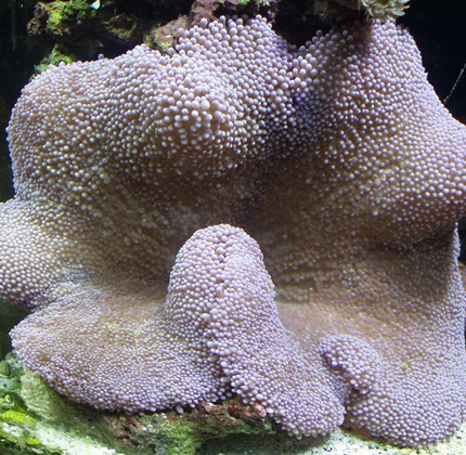长须紫地毯海葵