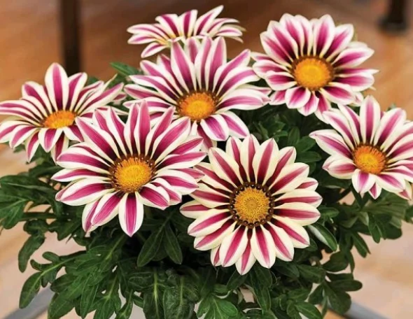 勋章菊 软硬 兼施 才能花开不败 百科ta说