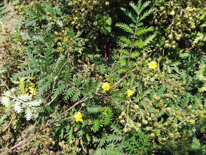  p>多茎委陵菜(学名: i>potentilla multicaulis /i> bge.