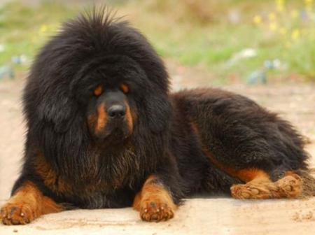 藏獒（起源于中国西藏的大型犬类）_百度百科