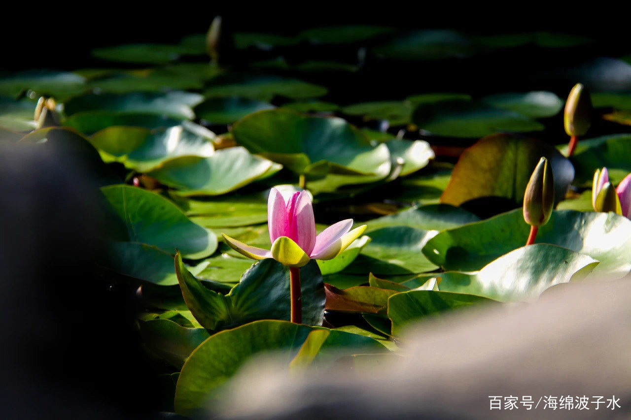 夏花图鉴丨苏州园林里都有什么花儿呢 百科ta说