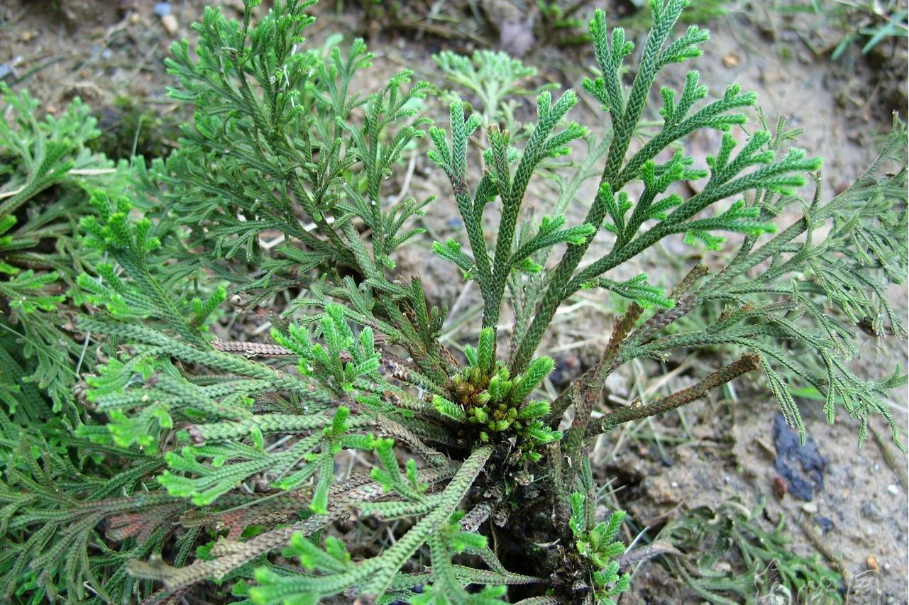 spring)是卷柏科,卷柏属植物. /p>