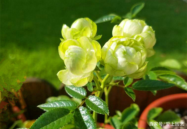 那些最不像月季的月季 你们是哪位花神派来的卧底 百科ta说