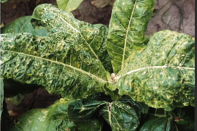 烟草脆裂病毒病