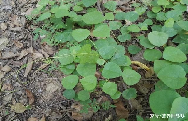 一种植物 被农民称为 金不换 用来煲汤是一绝 遇到不要错过 百科ta说