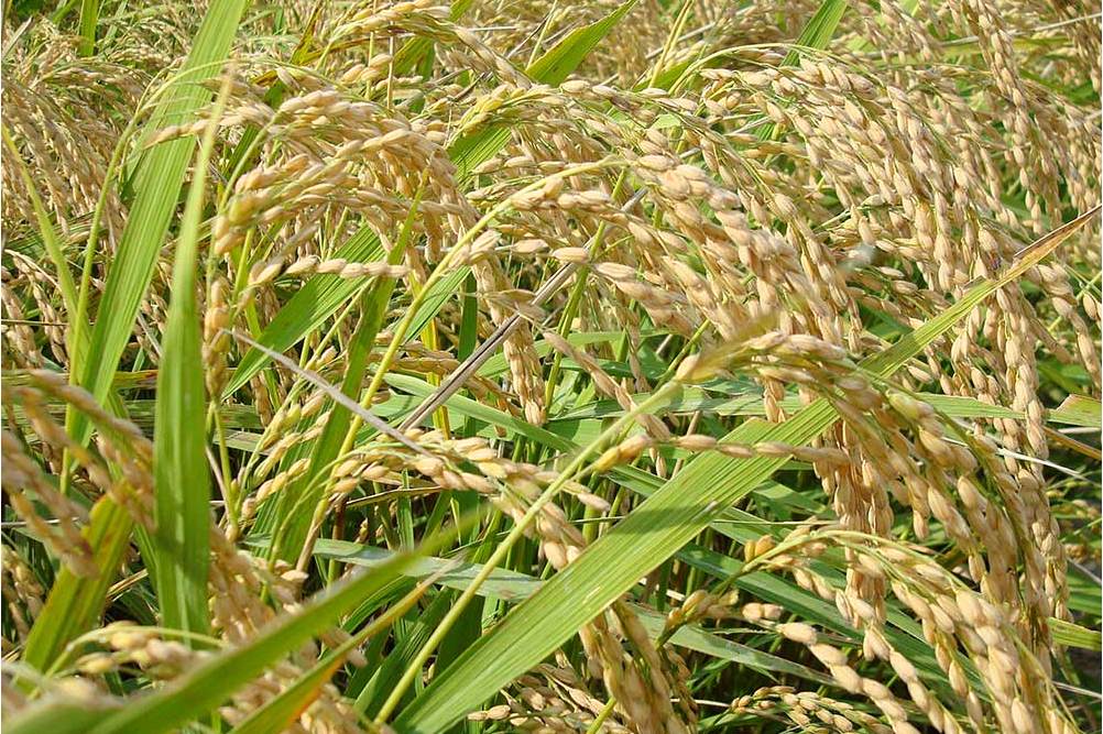  p>香优40,籼型三系 a target="_blank" href="/item/杂交水稻