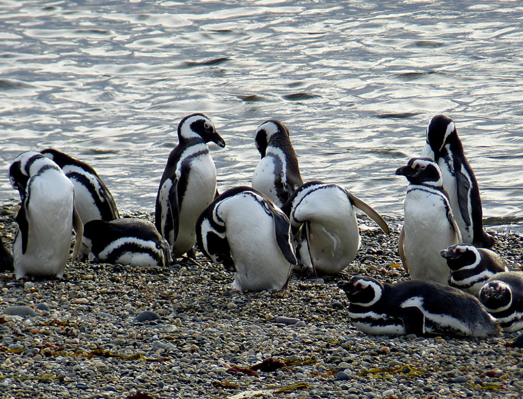 spheniscus magellanicus