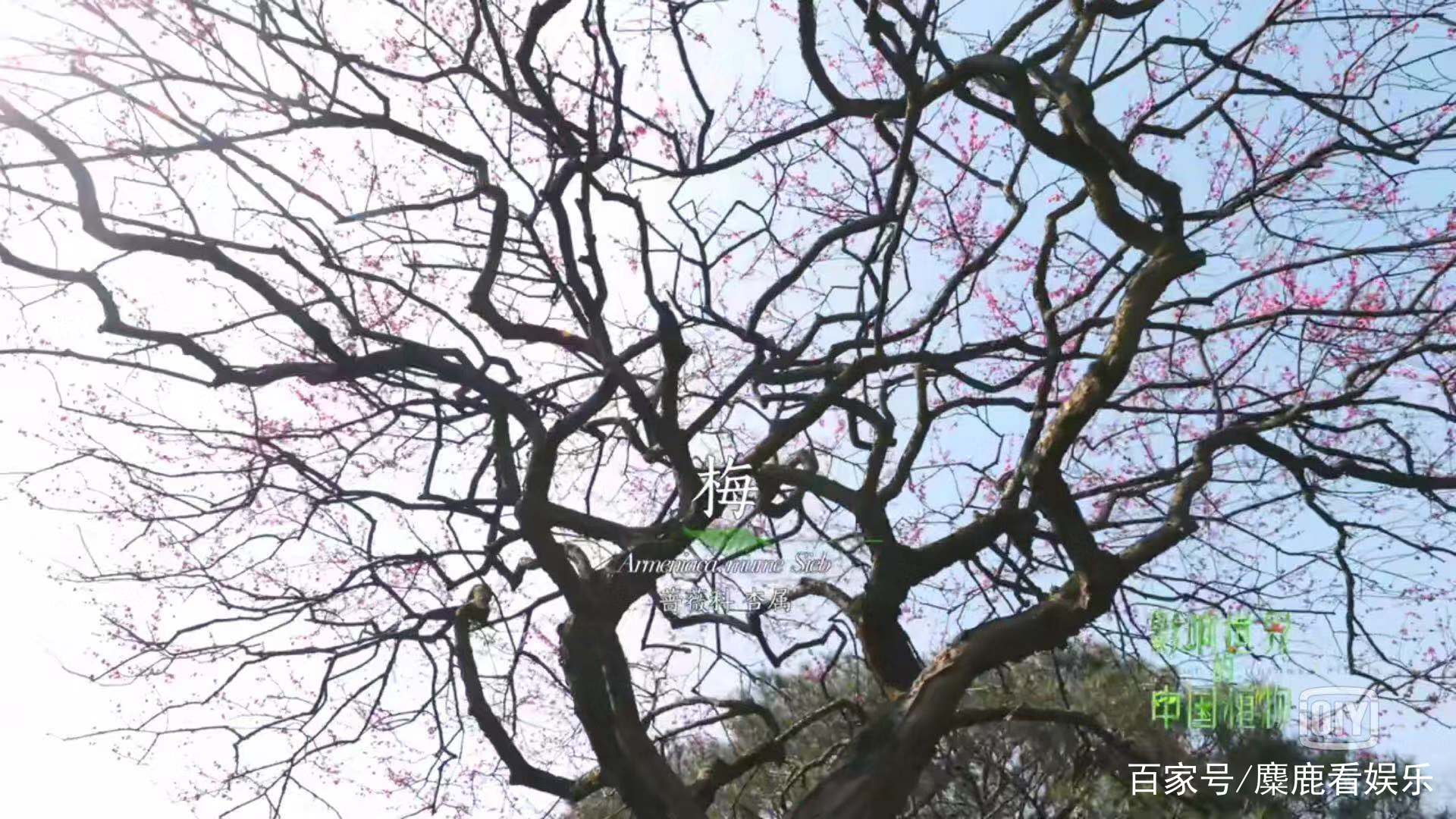 《影响世界的植物》600年空心老梅树，器官移植后，放到苏州园林_百科TA说