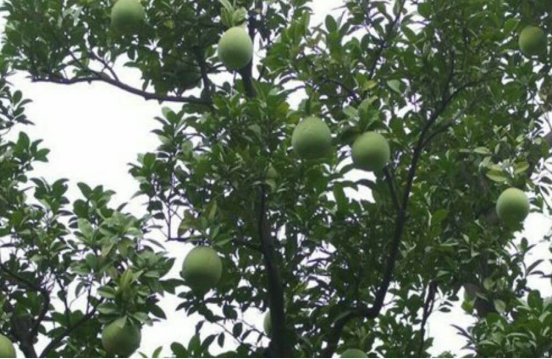 香泡树，其果实竟能在树上挂果数年？_百科TA说
