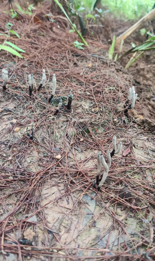 乌灵参_百度百科