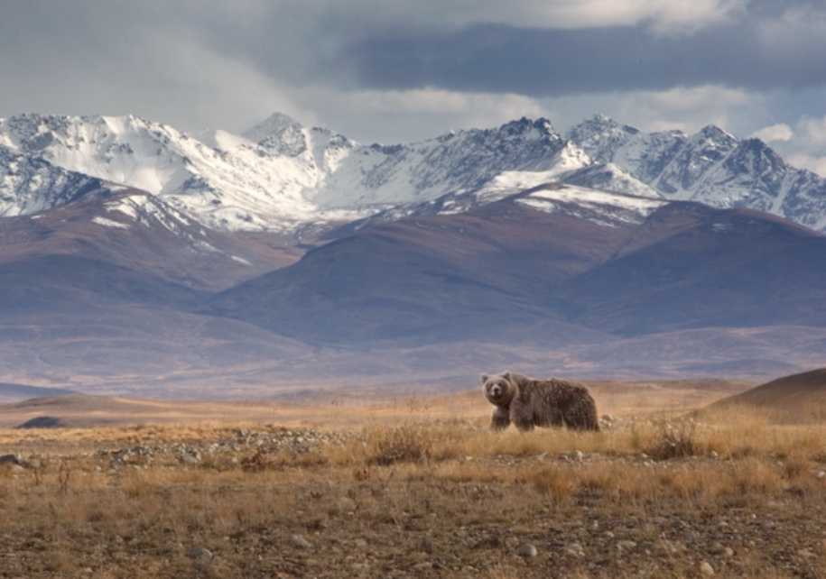 ursus arctos isabellinus