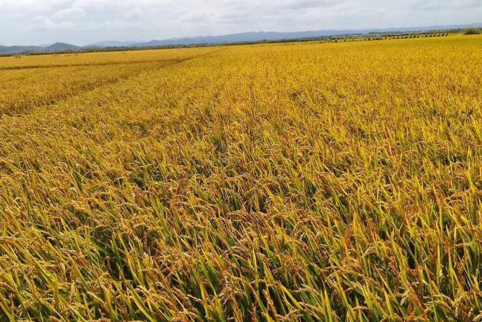  p data-id="gnbj7y5ujh">莲汇3号,粳型常规水稻, a target="_blank"