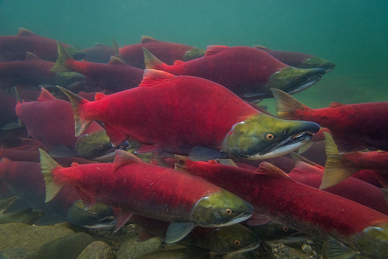  p data-id="gnx0azbmsj">红鲑是美国最有价值的鲑鱼品种,产量居第二