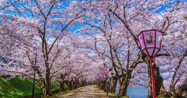 为什么樱花能成为日本文化代表 百科ta说