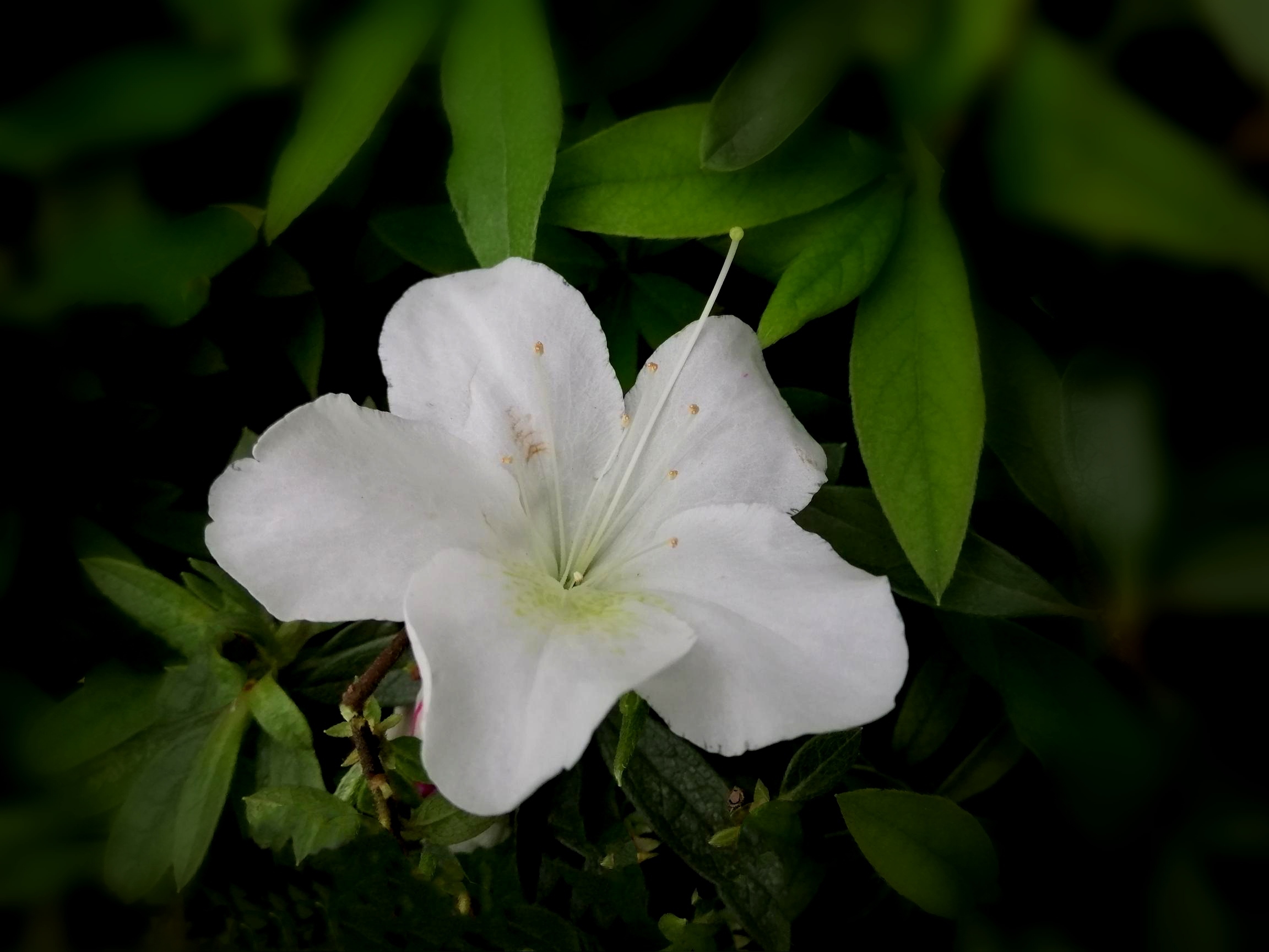  a target="_blank" href="/item/白花杜鹃
