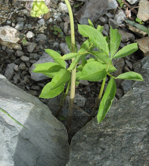  p>黄苞南星(学名:arisaema flavum (forsk.