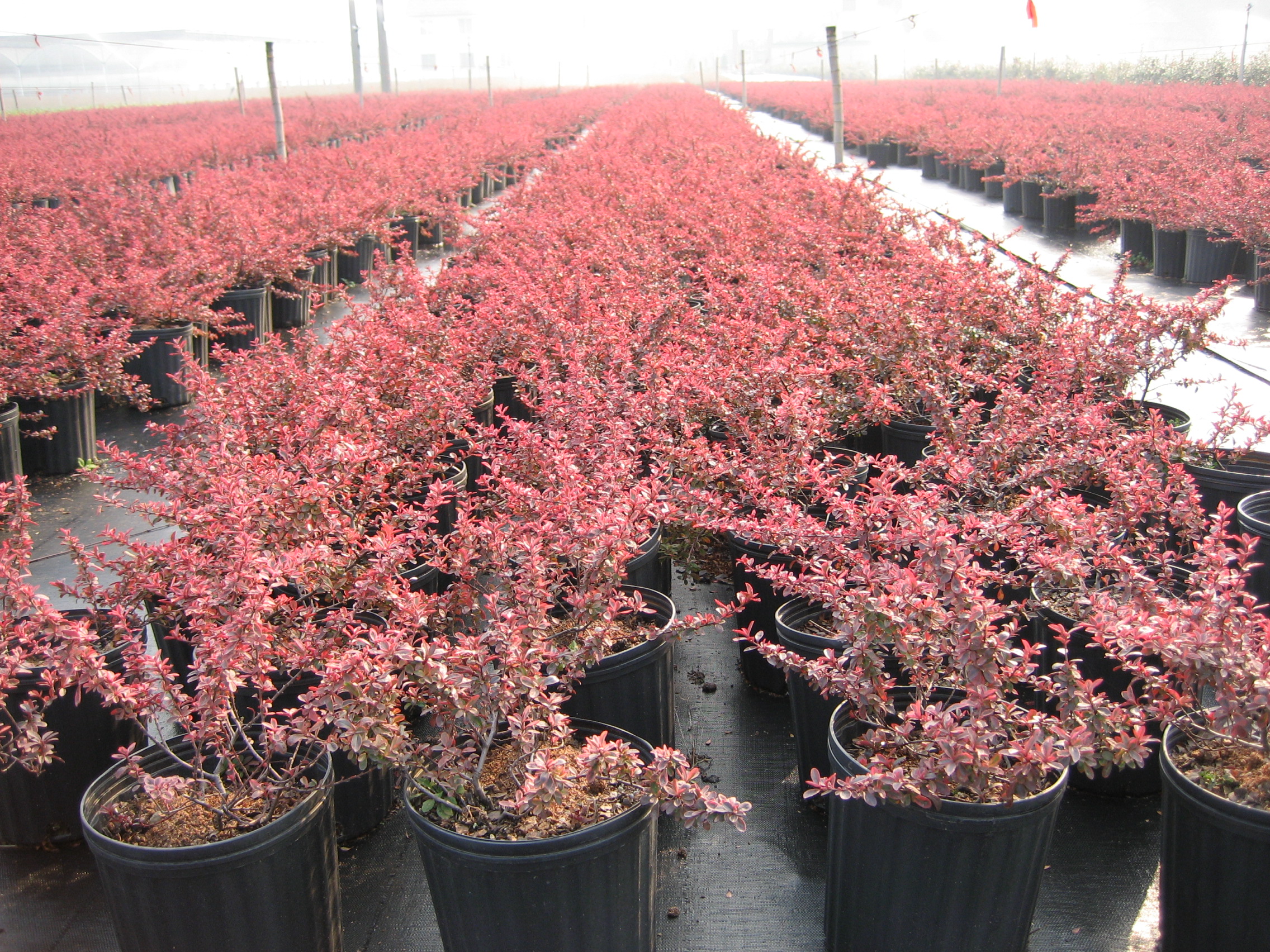 小丑火棘叶卵形,叶片有乳白色斑纹,冬季叶片粉红色;花白色;红色的小梨