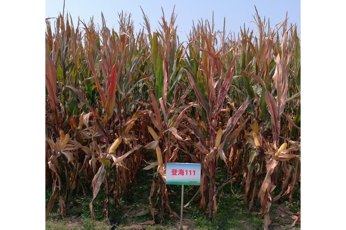  p data-id="2hmrdtdmt05">登海111是玉米品种 span class="ref" data