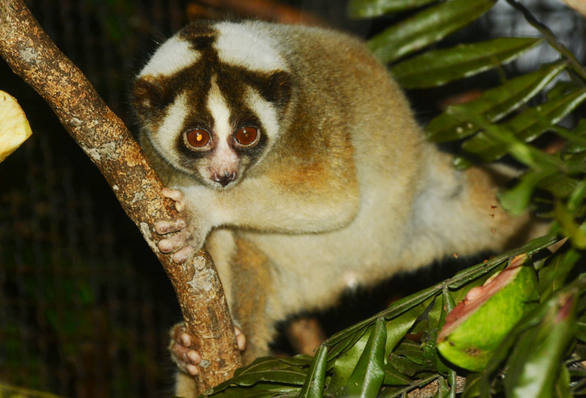  p>蜂猴属(学名: i>nycticebus /i>):是灵长目懒猴科的一属,共有9种