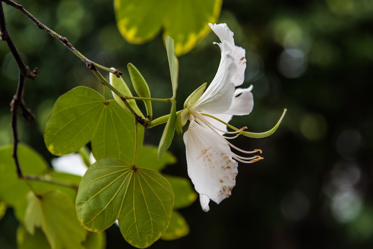 白花羊蹄甲家系32