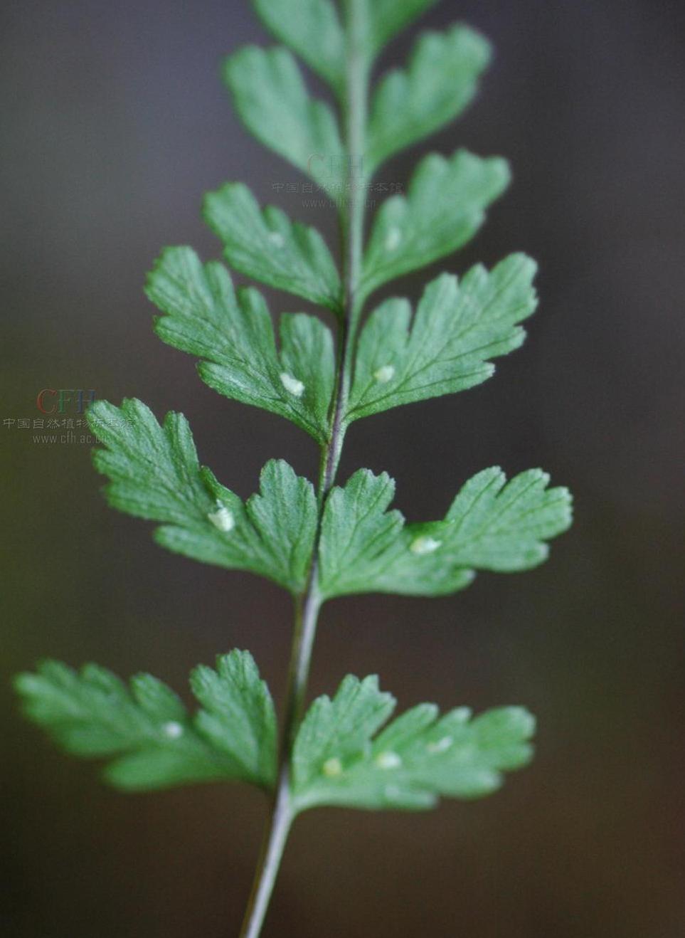  p>冷蕨属(学名:cystopteris)是蹄盖蕨科下一个