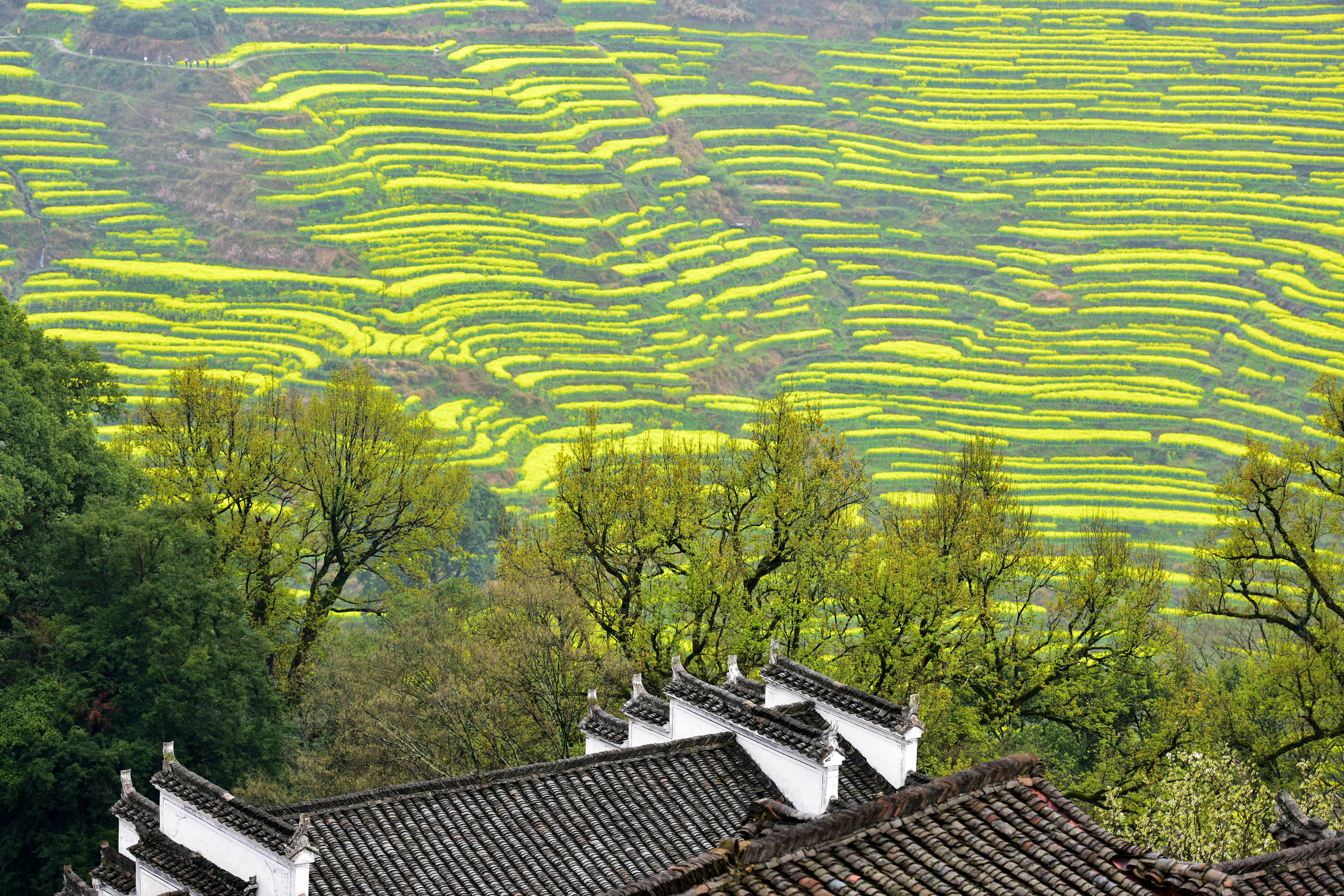  p>篁岭景区,即婺源篁岭旅游度假区,位于 a target="_blank" href="