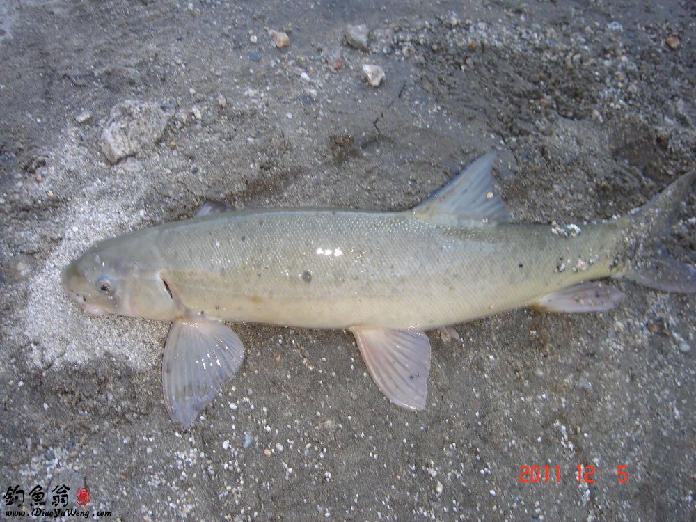  p>塔里木裂腹鱼, i>schizothorax  /i>(racoma)  i>biddulphi  /i>