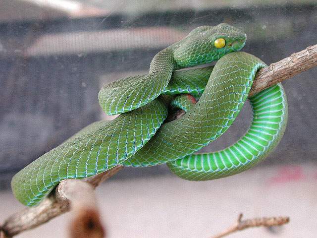 属 /a>动物的通称,是 a target="_blank" href="/item/眼镜蛇科/5594