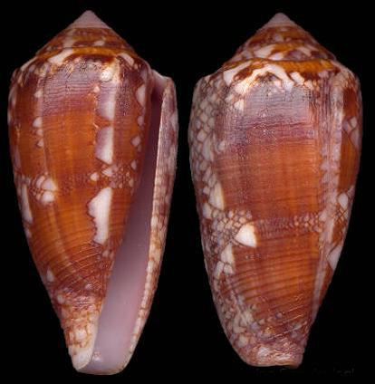  p>刻纹芋螺是芋螺科,芋螺属的一种贝类动物. /p>