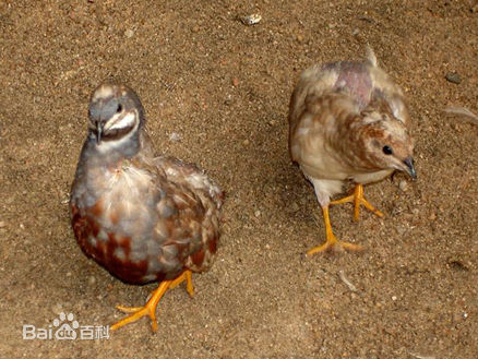 个体较鹌鹑小.尾短.