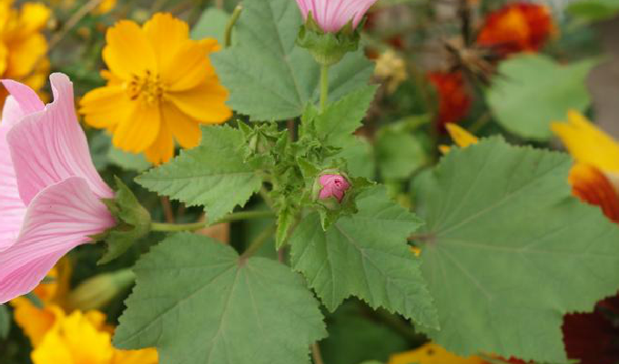  p>花葵属(学名:lavatera linn.
