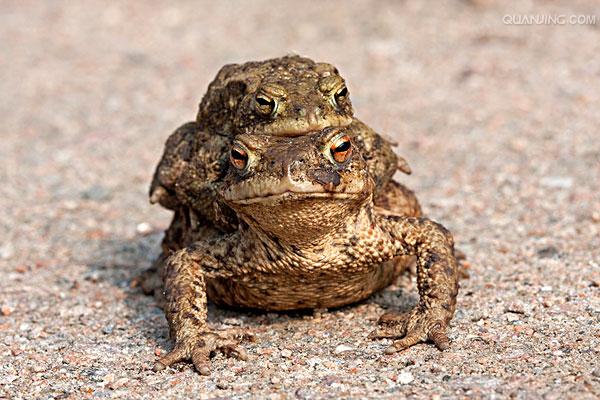  p>蟾蜍,也叫 a target="_blank" href="/item/蛤蟆">蛤蟆 /a>há ma