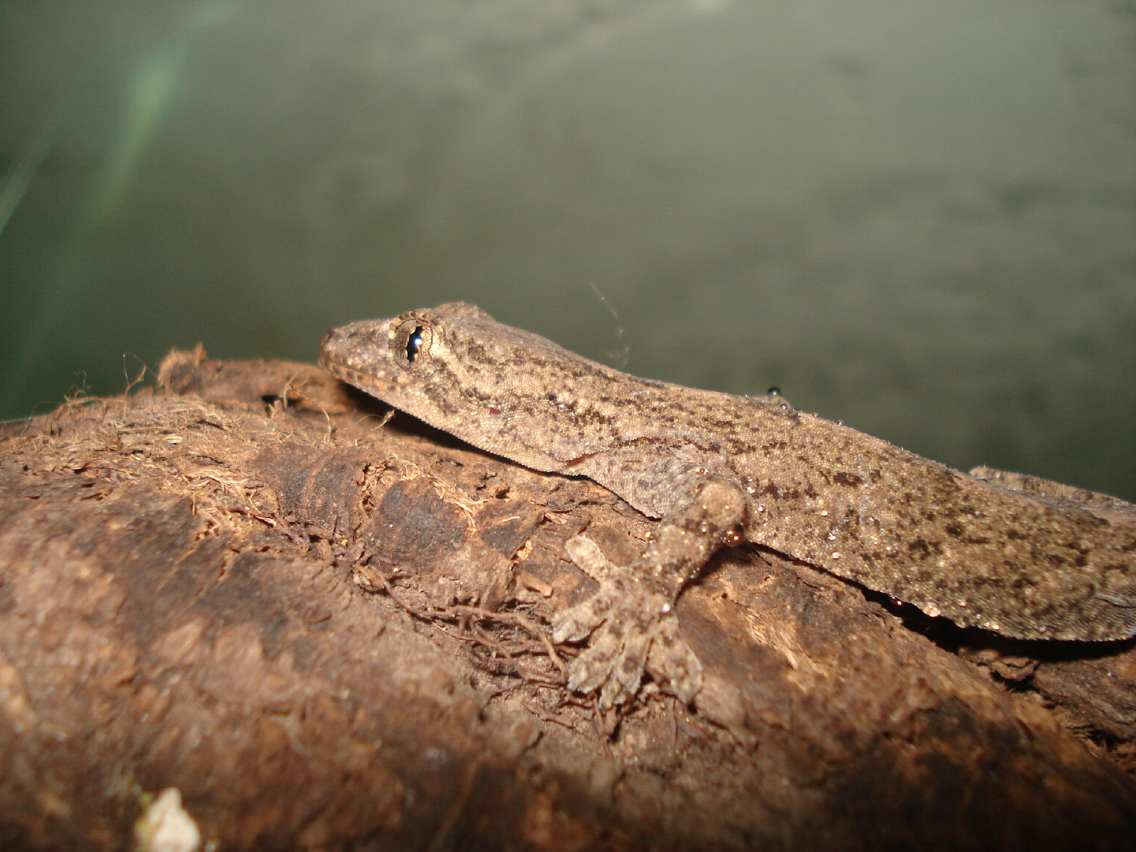 ">蜥蜴目 /a>, a href="#" data-lemmaid="5003900">壁虎科 /a>, a