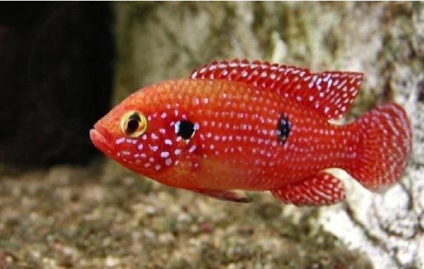  p>红宝石鱼属非三湖慈鲷类的 a href="#" data-lemmaid="571031">