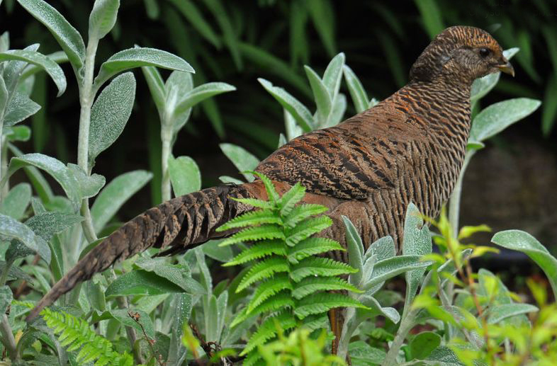  p>红腹锦鸡(学名: i>chrysolophus pictus /i>):又名 a target="