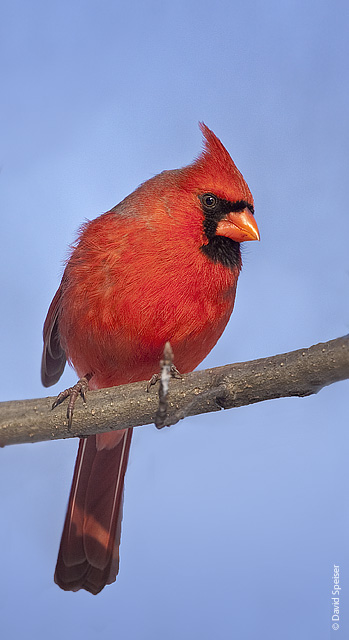 northern cardinal