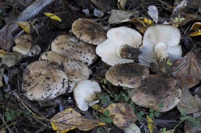  p>杨树口蘑,子实体较大.