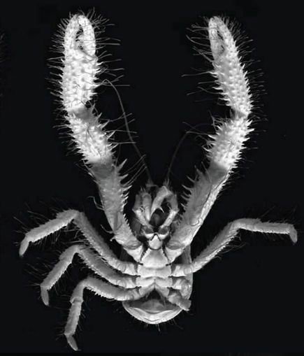 "雪人螃蟹"在自己毛绒绒的前爪上培育细菌,并以此作为主要食物来源