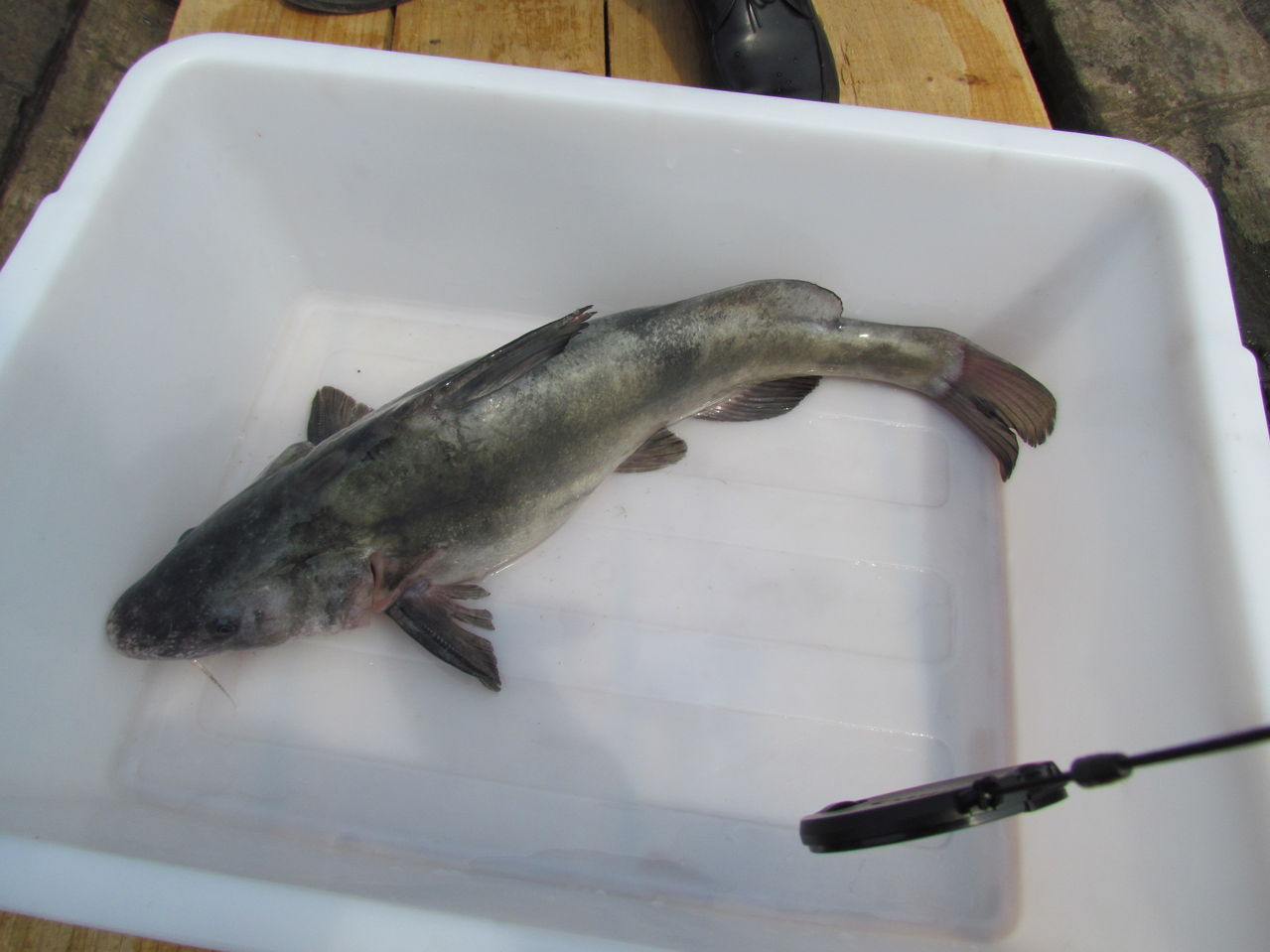 吻尖突,眼小,口下位.背鳍和胸鳍具硬棘,棘后缘均具锯齿,尾鳍深分叉.